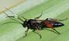 Stenichneumon culpator
